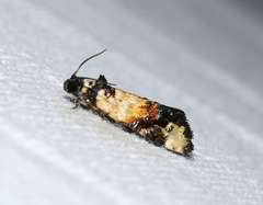 Asthenoptycha iriodes