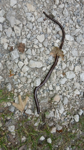 Common Slowworm