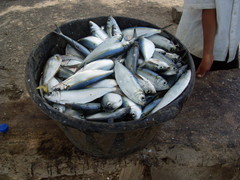 Opisthonema libertate