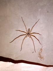 Heteropoda venatoria