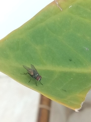 Diptera