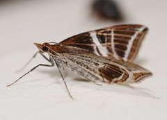 Phrataria transcissata