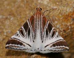 Phrataria replicataria