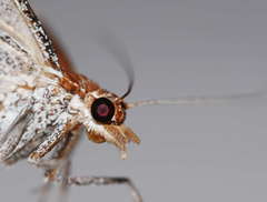 Phrataria replicataria