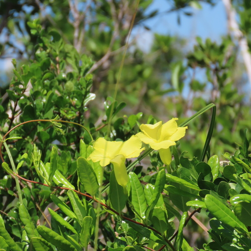Pentalinon luteum observed 2026-09-26