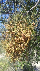 Phoradendron brachystachyum