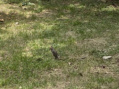 Spodiopsar cineraceus