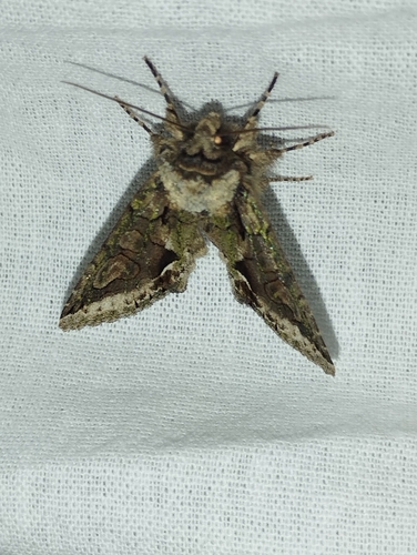 Green-brindled Crescent