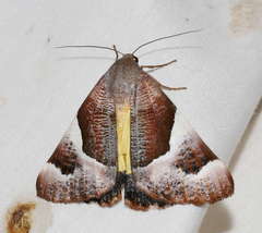 Niceteria macrocosma