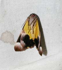 Niceteria macrocosma