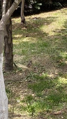 Spodiopsar cineraceus