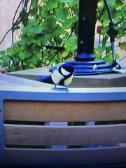 Parus major