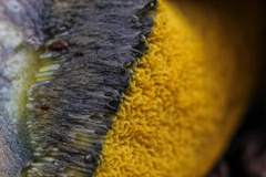 Caloboletus rubripes