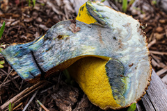 Caloboletus rubripes