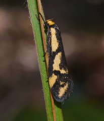 Palimmeces poecilella