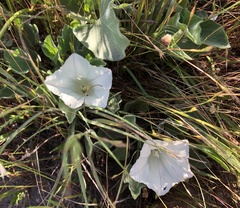 Calystegia subacaulis subacaulis