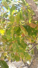 Quercus tuberculata