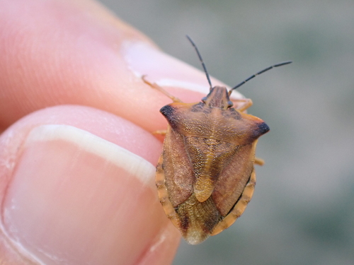 northern fruit bug, 07440 Boffres, France, photo 7 of 10