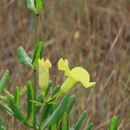 Pentalinon luteum observed 2026-09-27