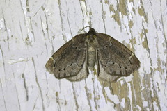 Spodolepis substriataria