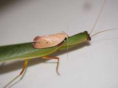 Acanthodela protophaes