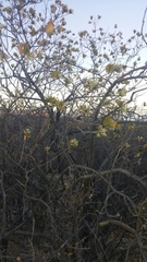 Nahuatlea arborescens