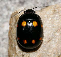 Paropsisterna octosignata