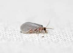 Coniopterygini