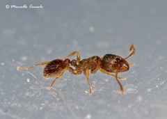 Tetramorium semilaeve