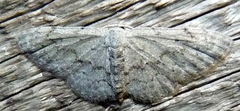 Idaea violacearia