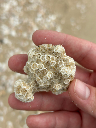 Astrangia poculata observed 2026-09-28
