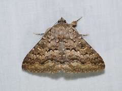 Eudesmeola lawsoni
