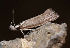 Prepalla tephrina