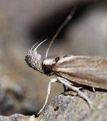 Prepalla tephrina