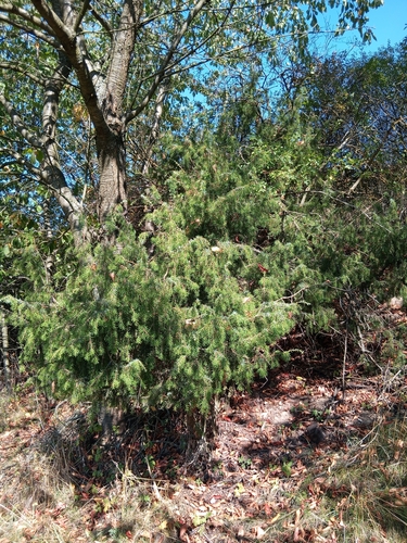 common juniper