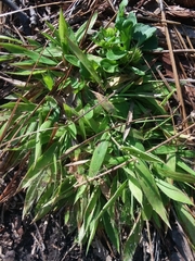 Dichanthelium strigosum strigosum
