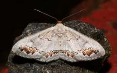 Dithalama cosmospila