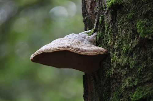 Hoof Fungus