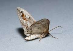 Dithalama cosmospila