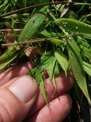 Dichanthelium strigosum strigosum