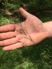Festuca versuta