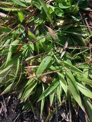 Dichanthelium strigosum strigosum