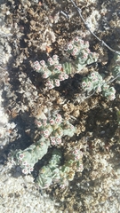 Euphorbia leucophylla