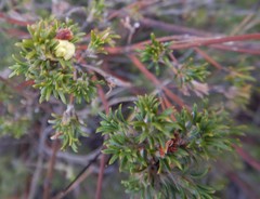 Phyllota pleurandroides