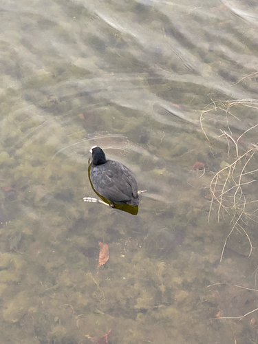 Eurasian Coot