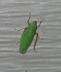 Draeculacephala balli