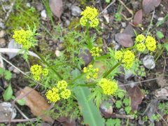 Sanicula tuberosa