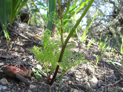 Sanicula tuberosa