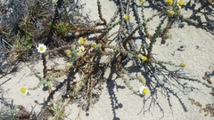 Perityle crassifolia