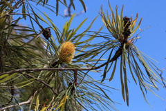 Banksia aquilonia